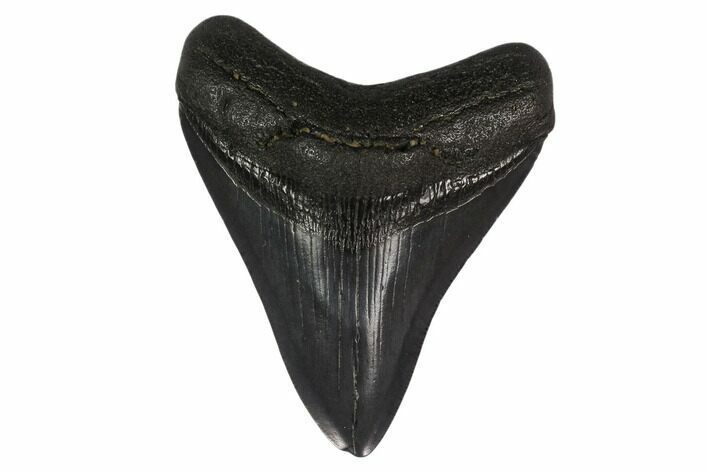 3.43" Fossil Megalodon Tooth - South Carolina